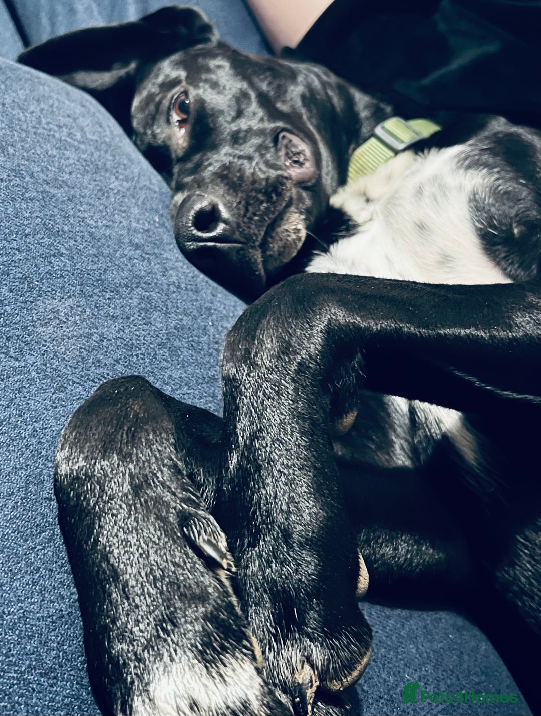 Mixed Breed dogs for sale:  Mr Bolt - Image 5
