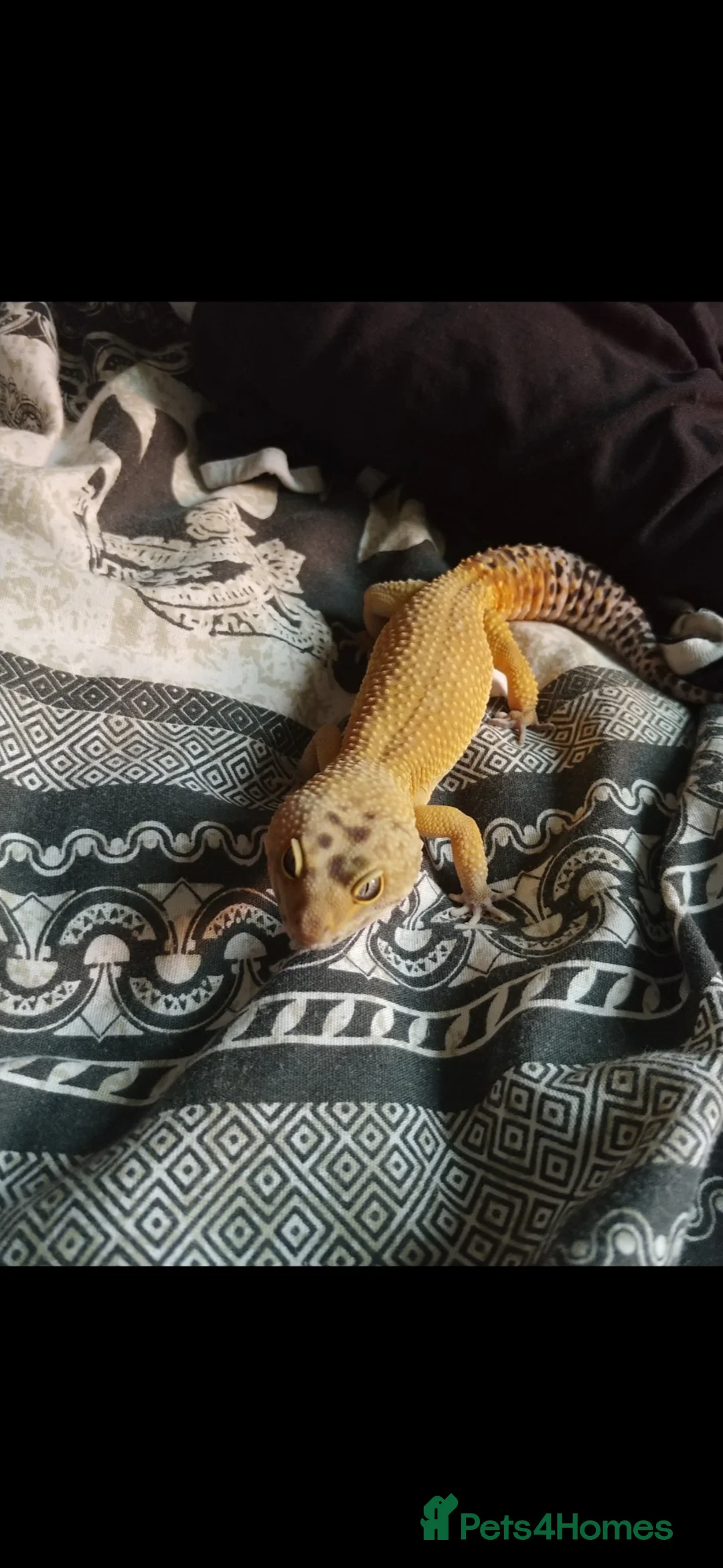 Leopard Gecko reptiles for sale: Male leopard gecko with viv in Tewkesbury - Advert 2