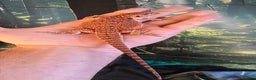 Bearded Dragon reptiles for sale: Bearded Daragon and Vivarium  - Advert 1