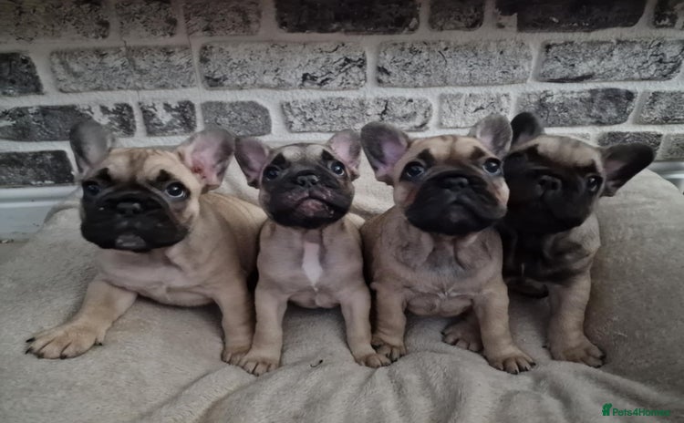 French Bulldog dogs - Advert 2