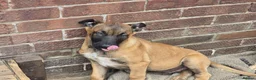 Belgian Shepherd Dog dogs for sale: Belgian Shepherd puppy in Scunthorpe - Advert 5