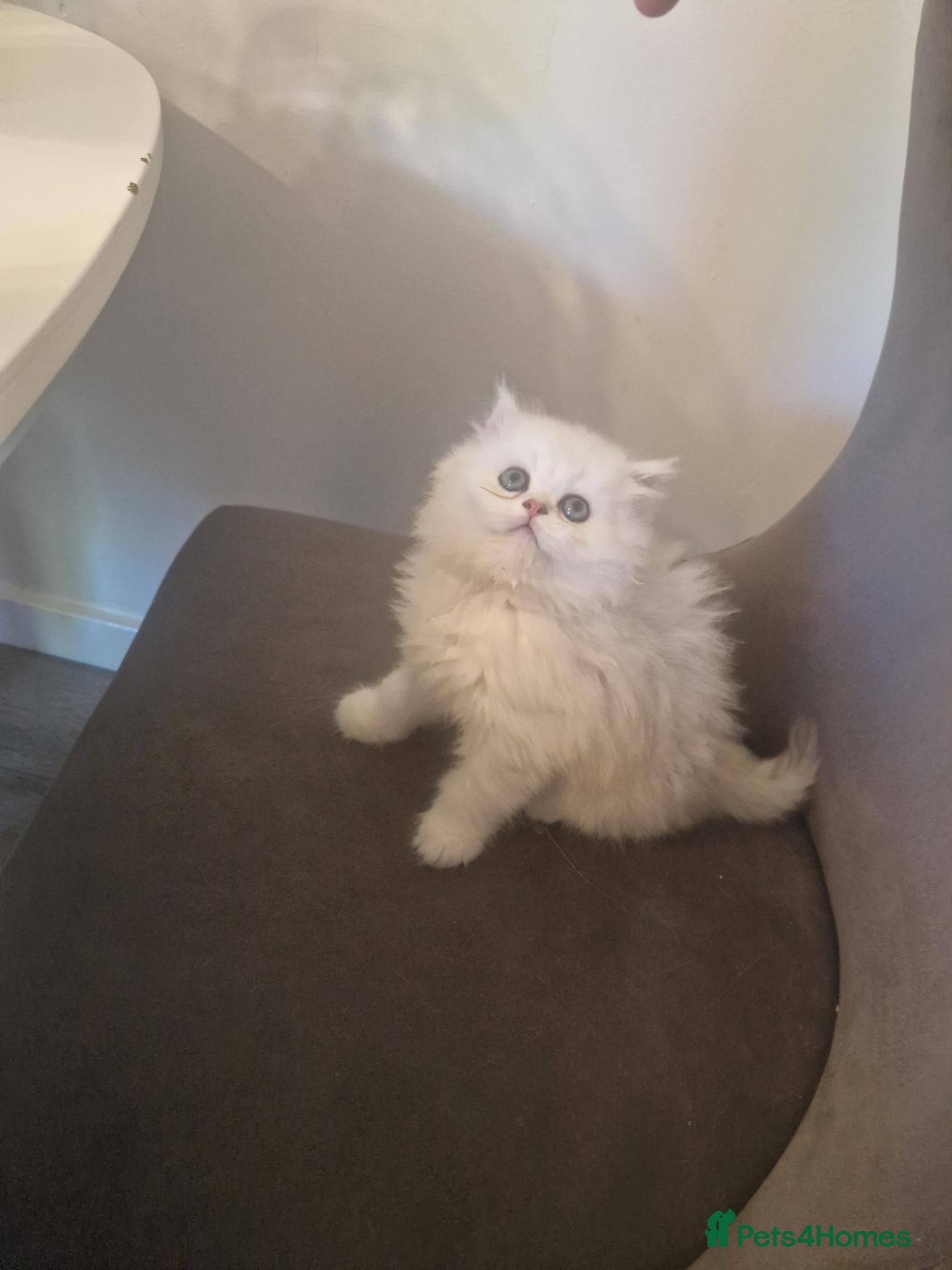 Persian cats Chinchilla Persian only one boy left Simba - Advert 10