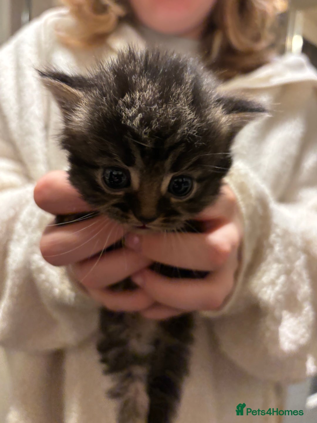 Mixed Breed cats for sale: British shorthair cross kittens - Image 11