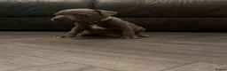 Staffordshire Bull Terrier dogs for sale: READY NOW! Beautiful KC Staffy Puppies - Advert 7
