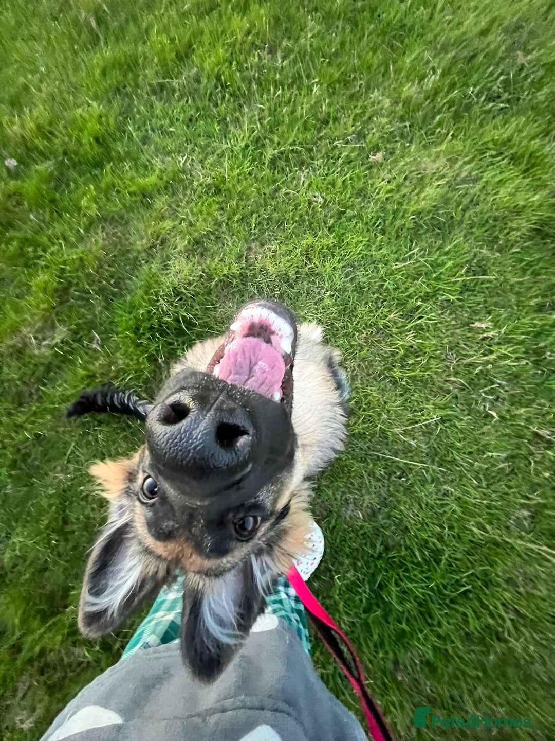 German Shepherd dogs for sale: Beautiful 8 month old German shepherd - Advert 3