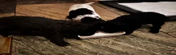 Sproodle dogs for sale: Sproodle puppies 🐶  - Advert 10