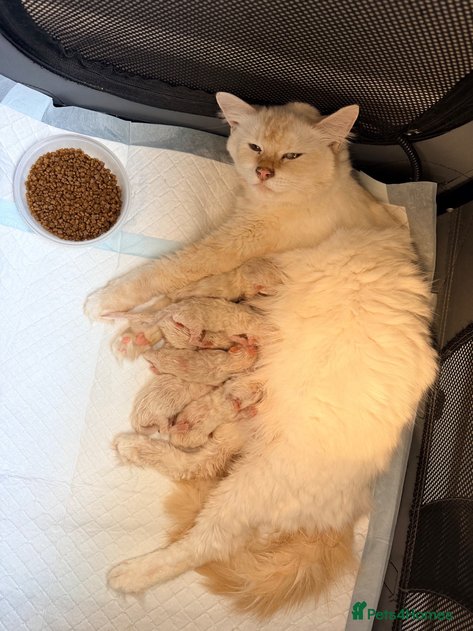 Ragdoll cats Flame ragdoll kittens✨ - Advert 1