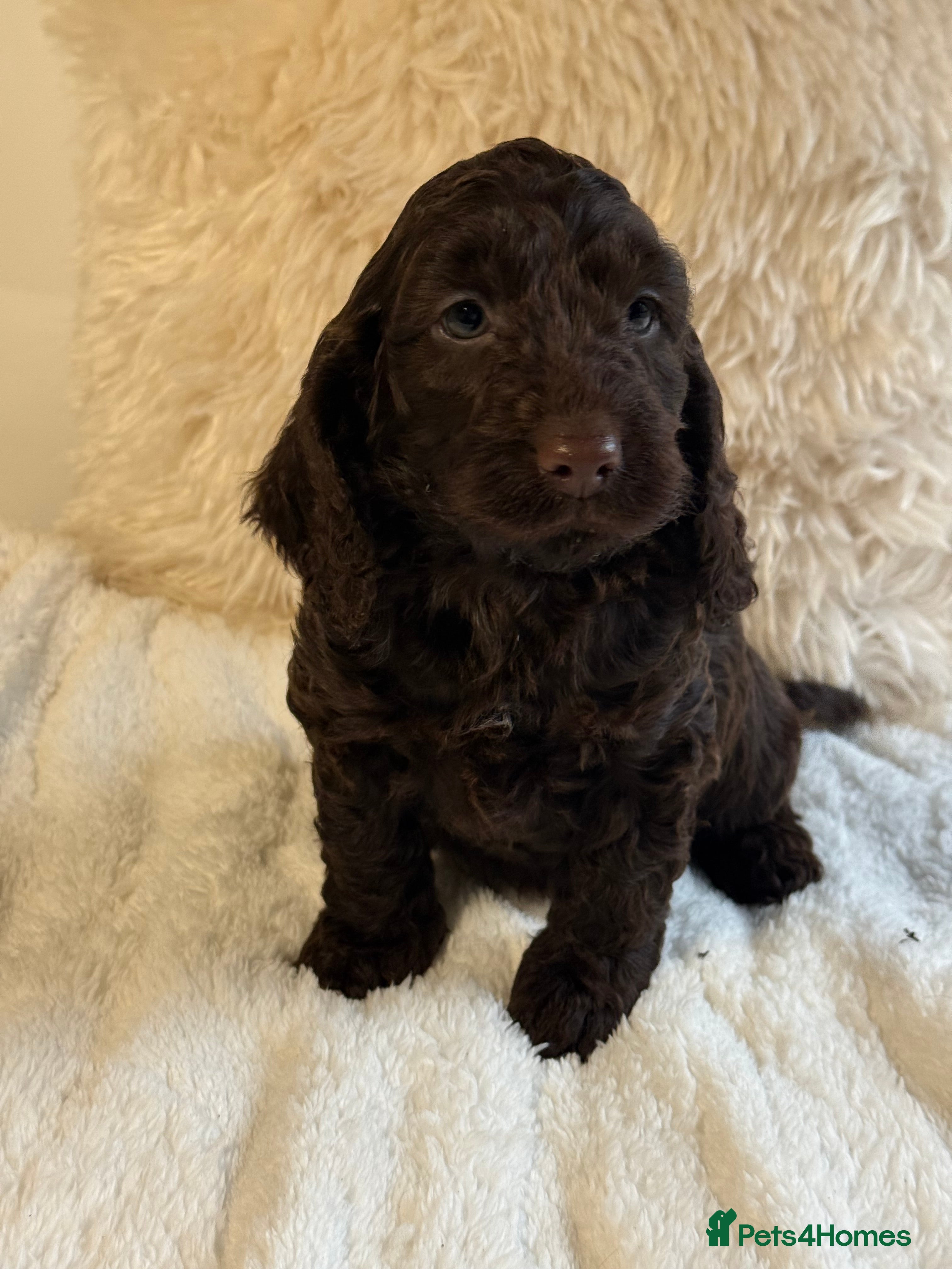 Cockapoo dogs F1 Show Cockapoo Choc Drops - Advert 12