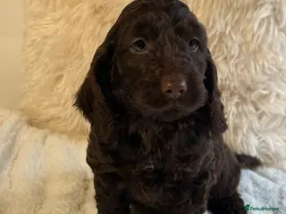 Cockapoo dogs F1 Show Cockapoo Choc Drops - Advert 12