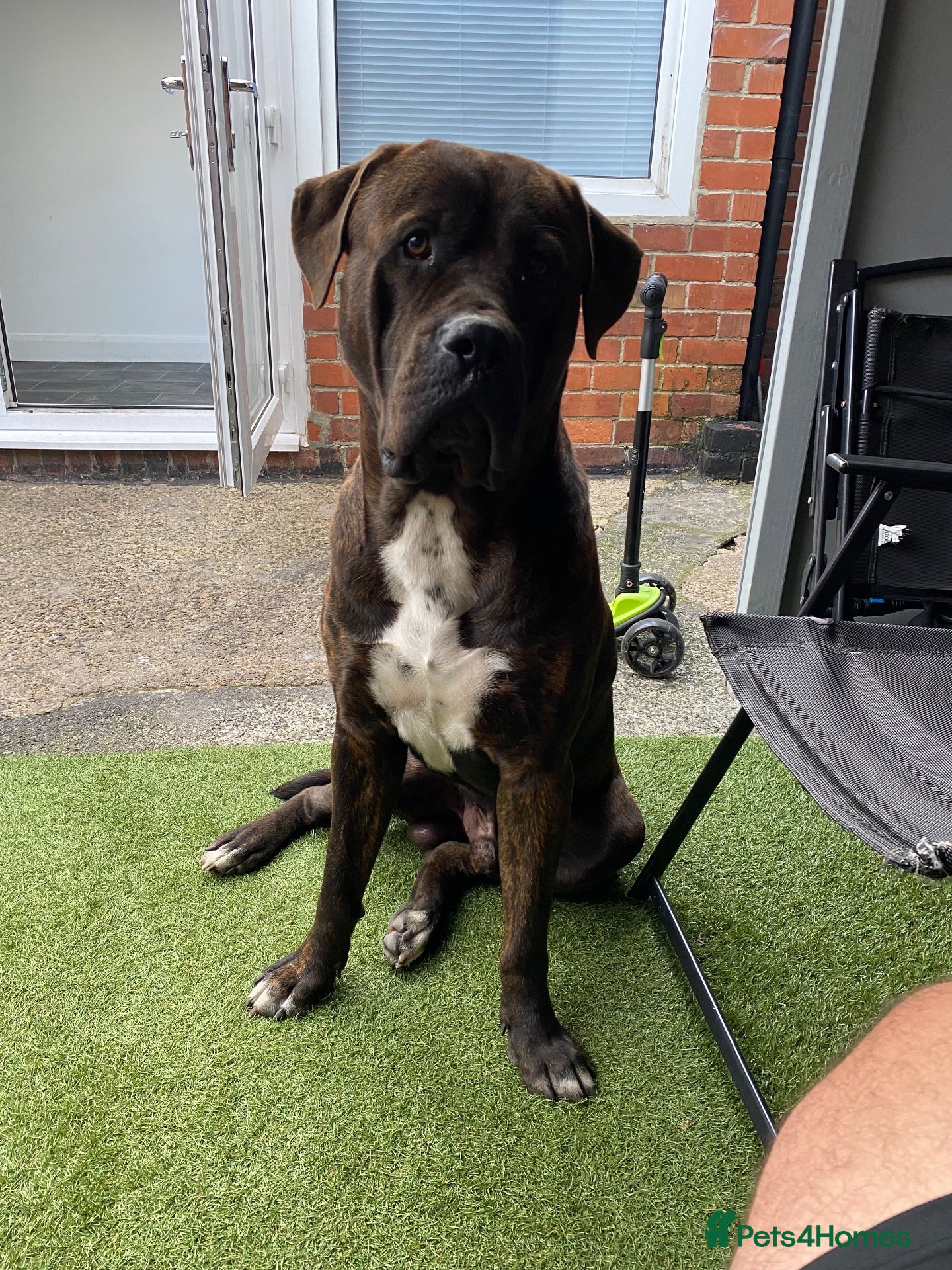 Presa Canario dogs 9-Month-Old Presa Canario Puppy - Advert 10