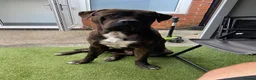 Presa Canario dogs for sale: 9-Month-Old Presa Canario Puppy - Advert 1