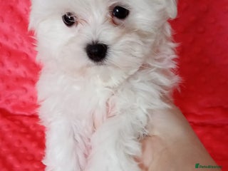 Maltese dogs Tiny Maltese Boys. Ready Now - Advert 14