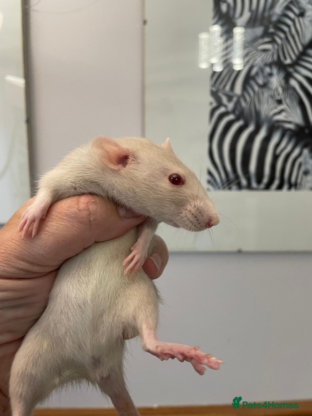 Rat rodents for sale: Very friendly baby rats, including dumbo Siamese  - Image 5