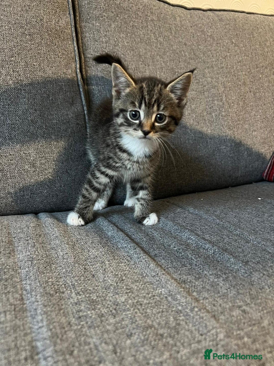 Maine Coon cats for sale: Little Half Main Coons - Advert 7