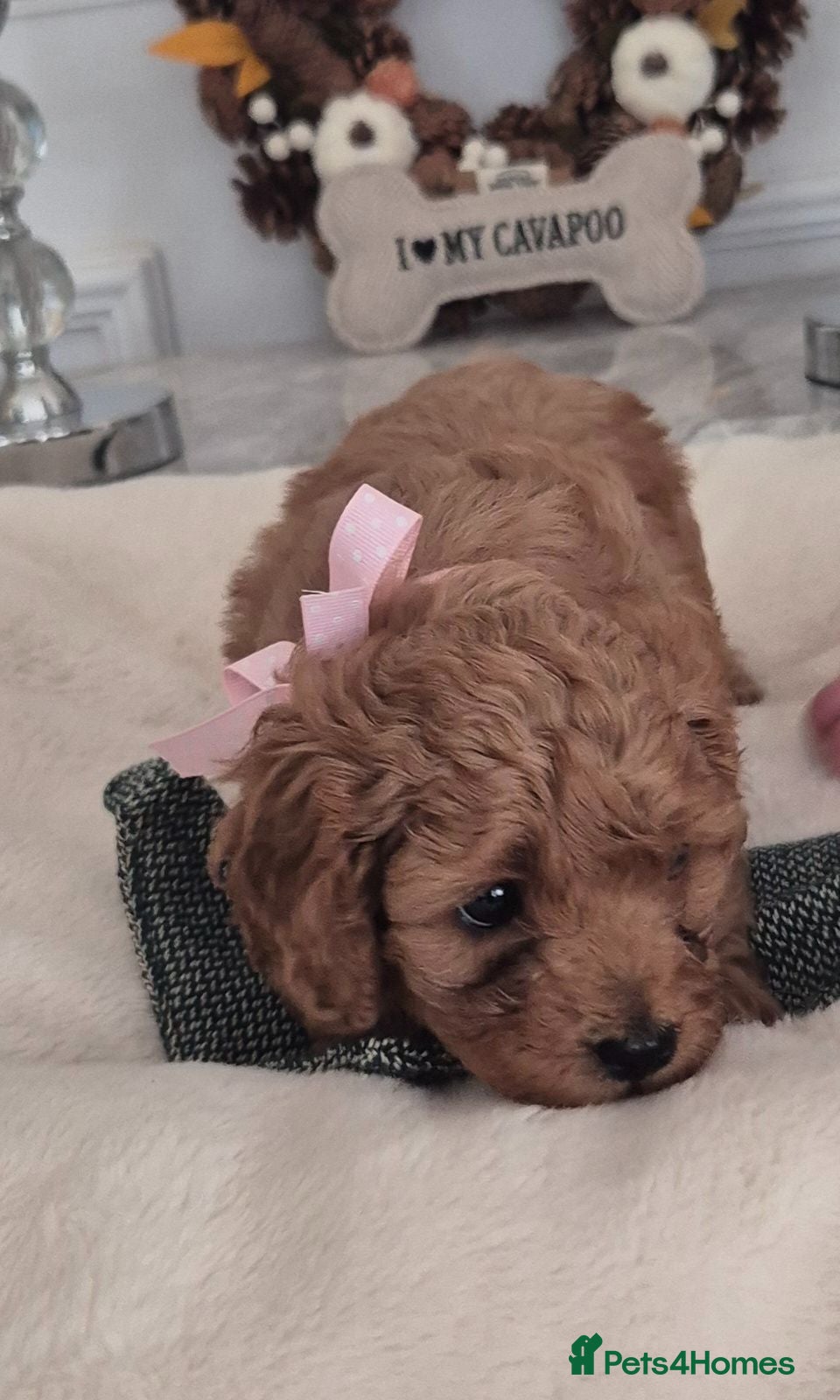 Cavapoo dogs F1B HEALTH TESTED CAVAPOO PUPPIES  - Advert 1