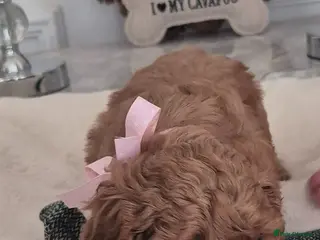 Cavapoo dogs F1B HEALTH TESTED CAVAPOO PUPPIES - Advert 1