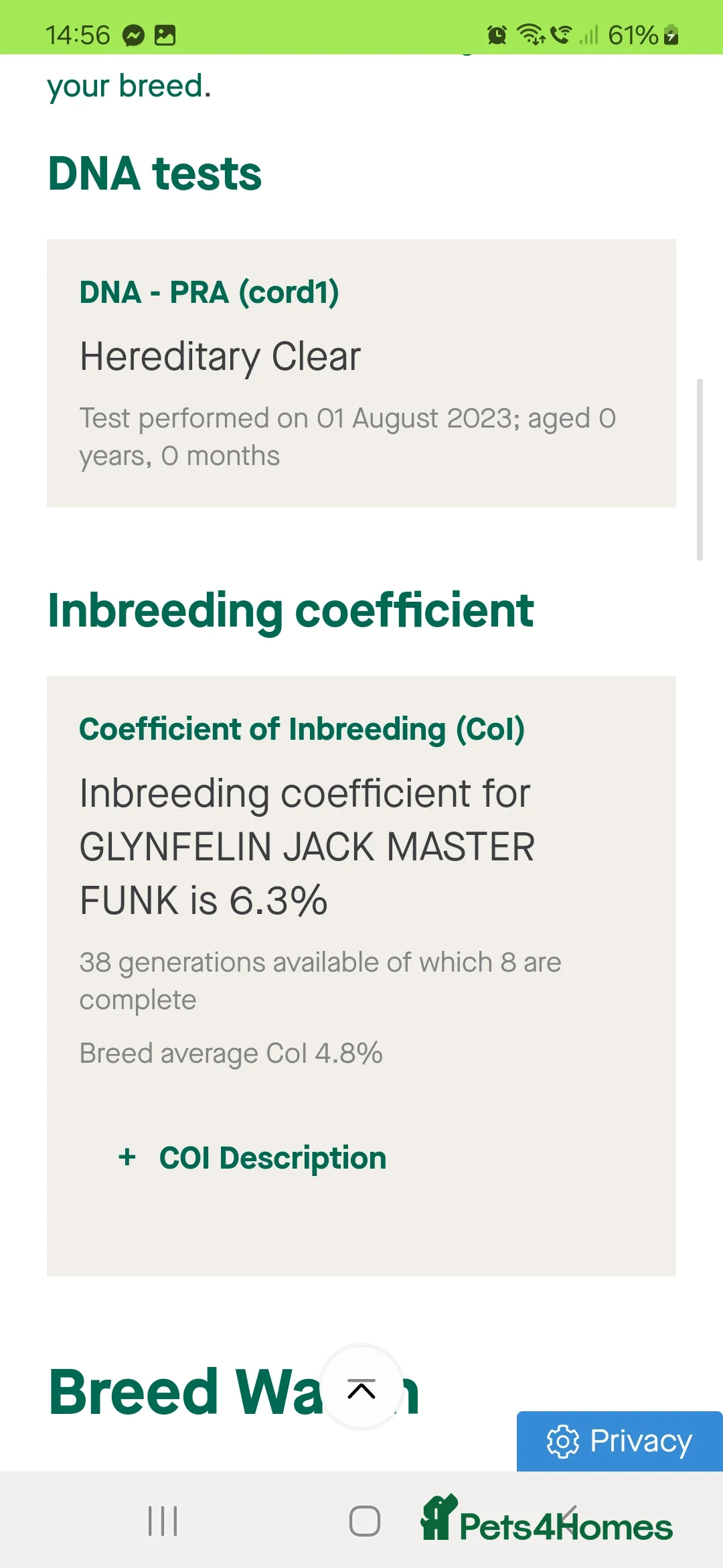 Miniature Dachshund dogs for stud: GLYNFELIN JACK MASTER FUNK miniature dachshund in Swansea - Advert 14