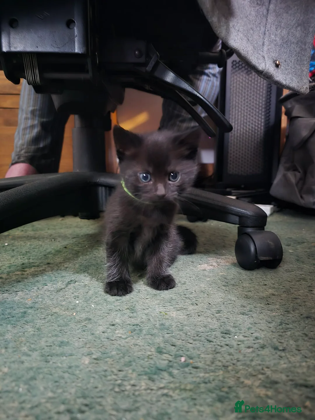 Maine Coon cats for sale: Maine Coon x Kittens - Advert 5