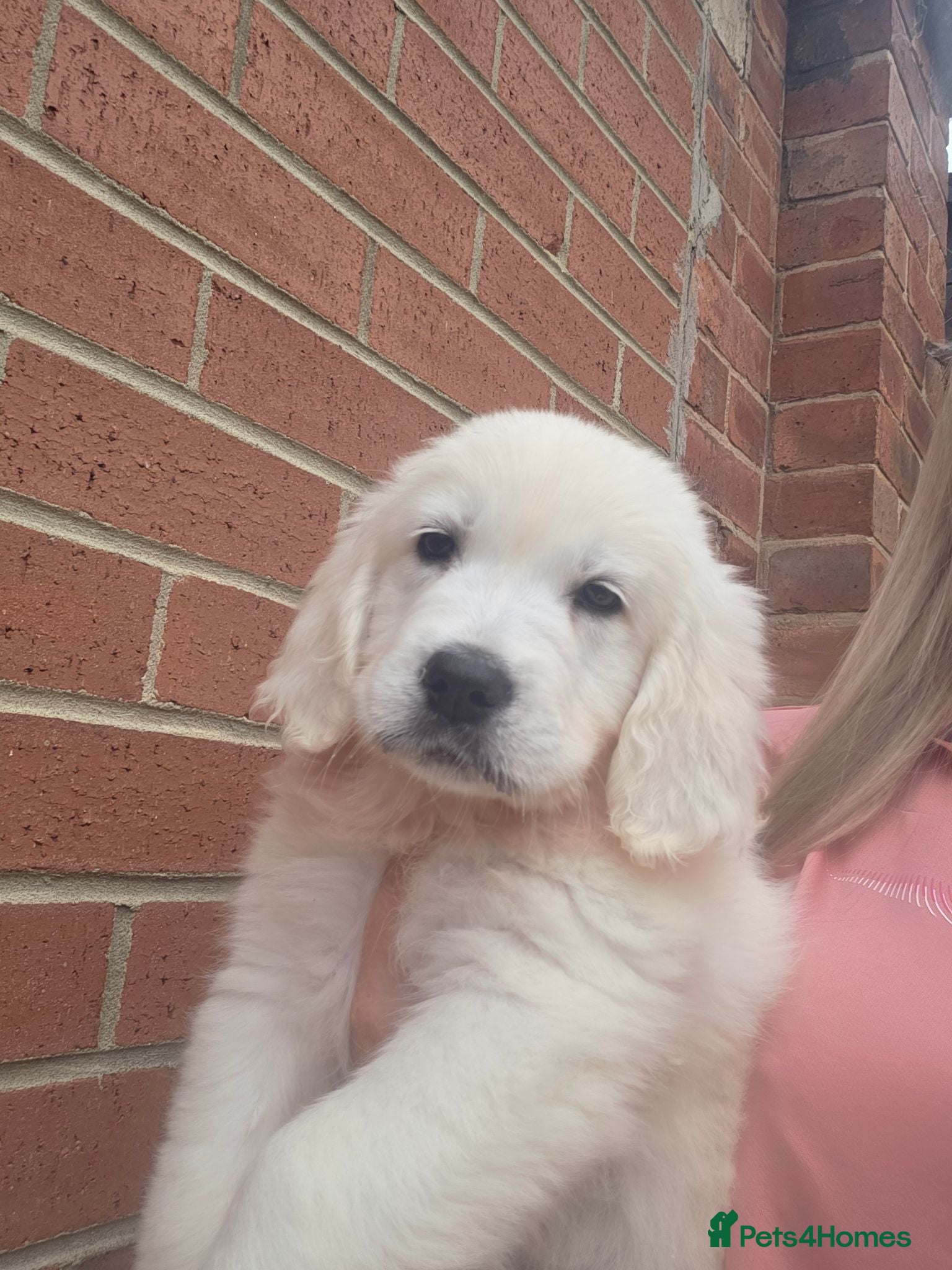 Golden Retriever dogs Extensively Health Tested English Cream Pups - Advert 1