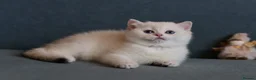 British Shorthair cats for sale: 🌟Adorable Golden Pure BSH kittens 🌟 - Advert 26