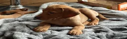 Labrador Retriever dogs for sale: Stunning Fox Red Labrador Retriever puppies - Advert 4