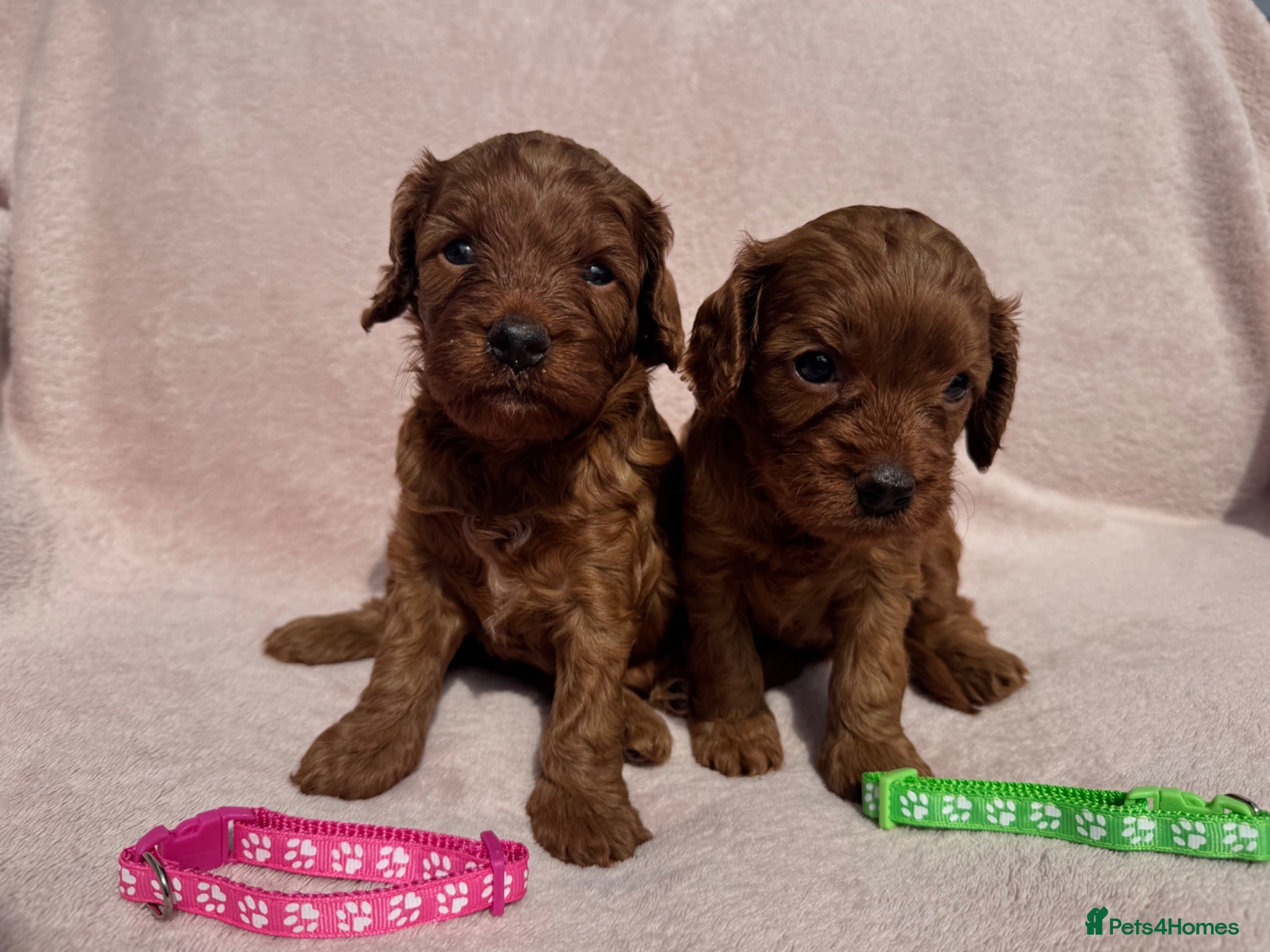 Cavapoo dogs Stunning home bred Cavapoo puppies health tested  - Advert 10