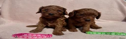 Cavapoo dogs for sale: Stunning home bred Cavapoo puppies health tested  - Advert 1
