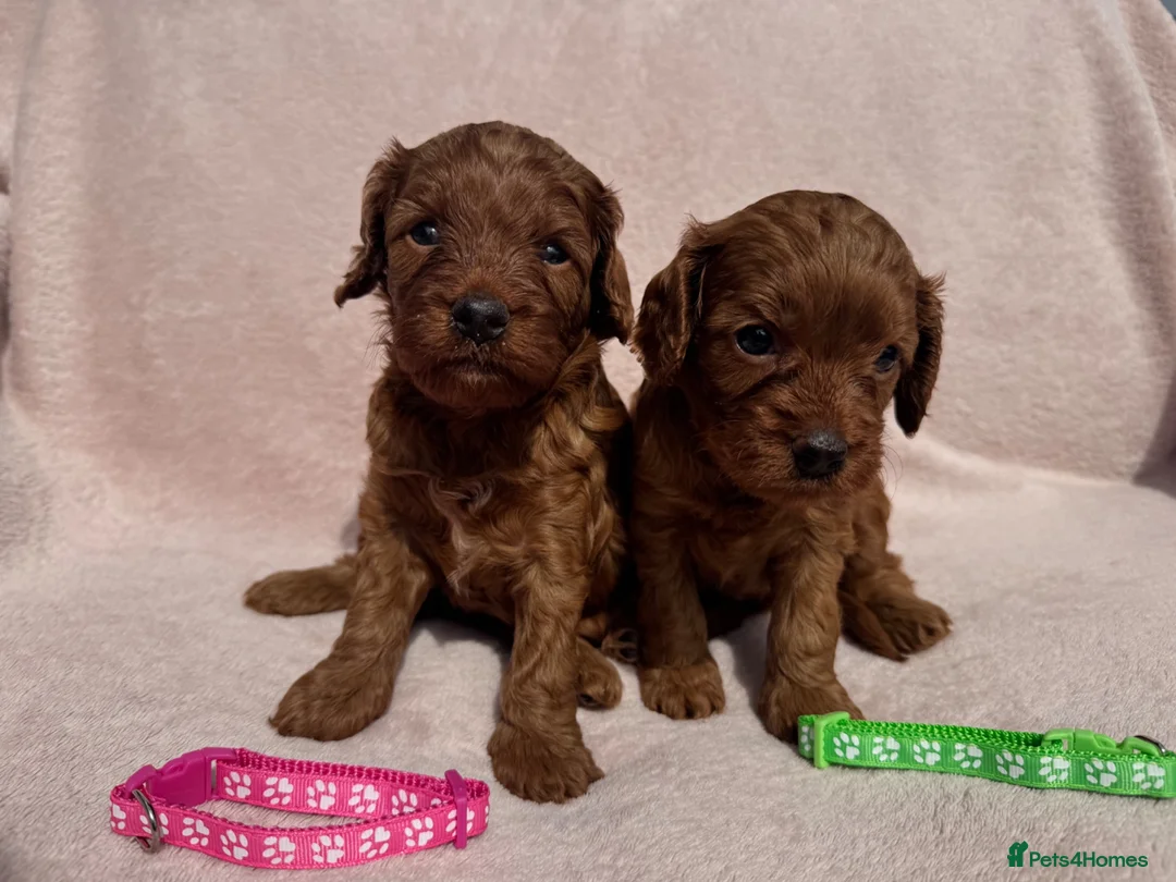 Cavapoo dogs for sale: Stunning home bred Cavapoo puppies health tested  - Advert 1