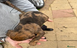 Mixed Breed dogs for sale: Outstanding quality pups  - Image 9