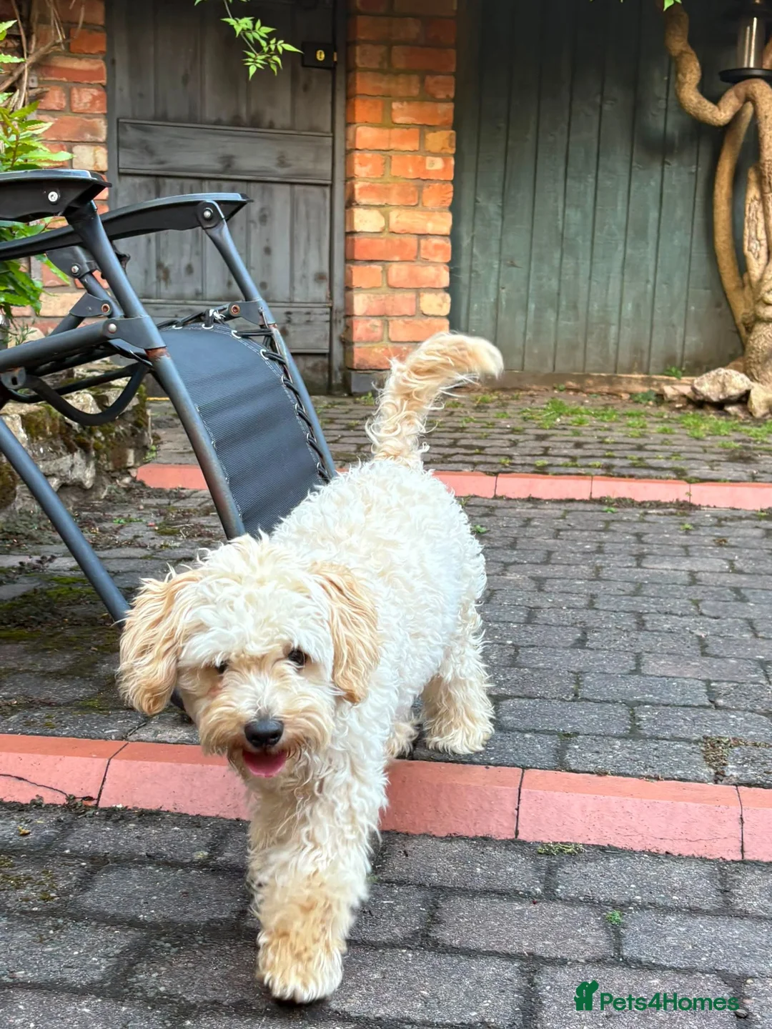 Maltipoo dogs for sale: Maltipoo 7 month old boy  in Leicester - Advert 2