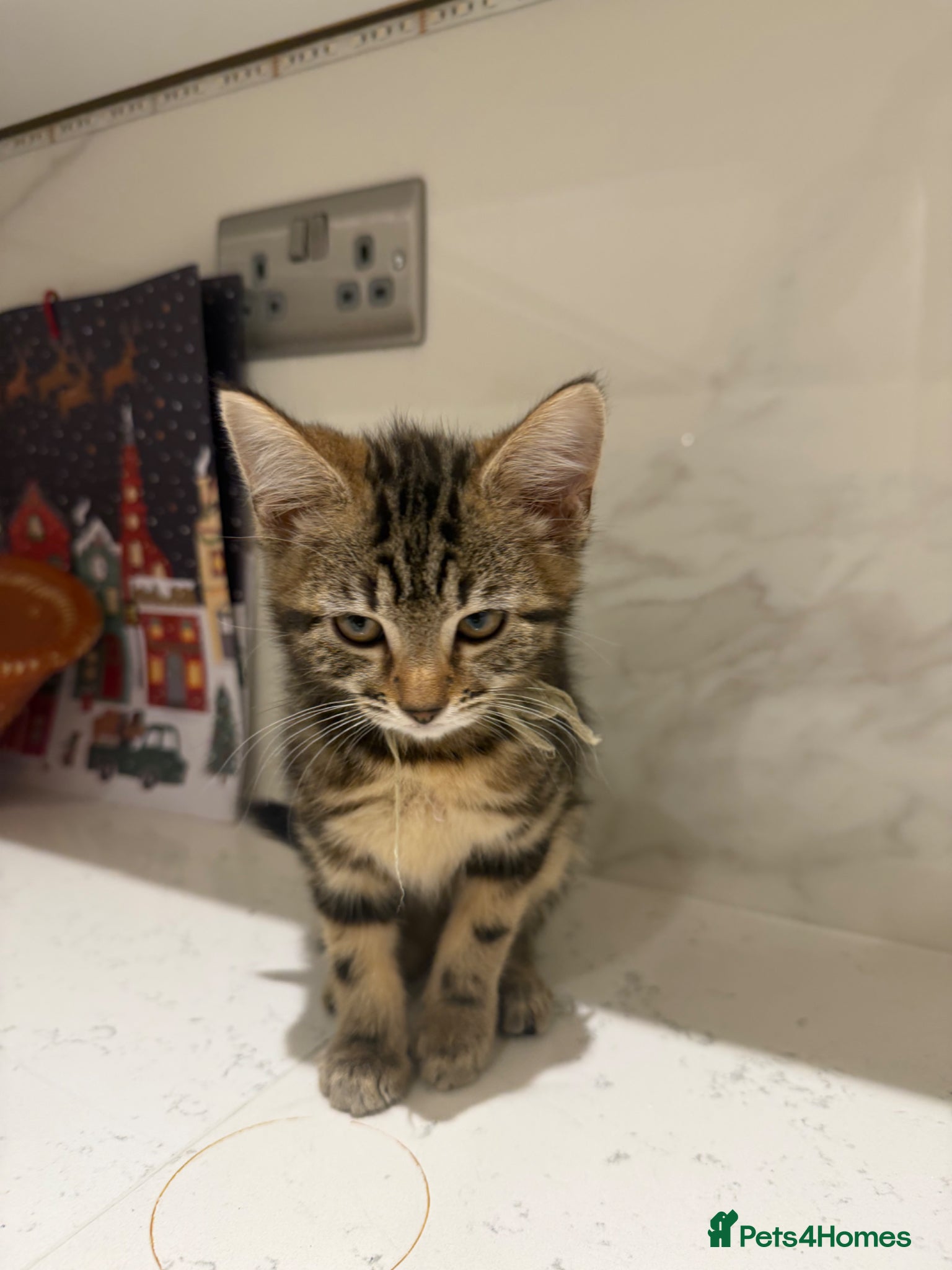 Brazilian Shorthair cats 2-3 months old kittens  - Advert 2