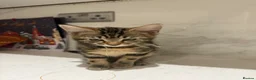 Brazilian Shorthair cats for sale: 2-3 months old kittens  - Advert 1