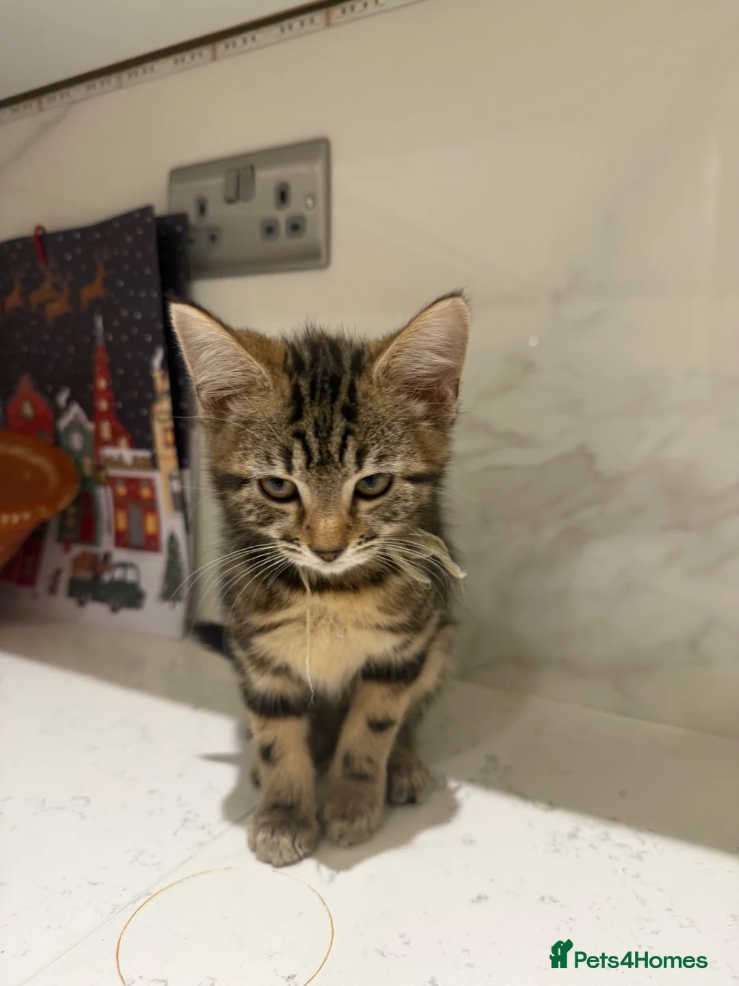 Brazilian Shorthair cats for sale: 2-3 months old kittens  - Advert 1