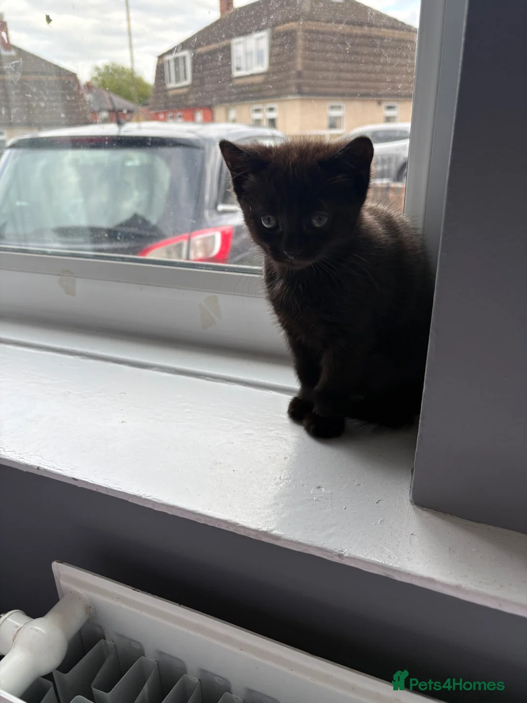Bombay cats for sale: Bombay mix kitten. Female - Advert 5