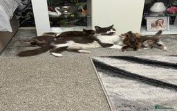 British Longhair cats for sale: 6 beautiful lovable friendly kittens - Image 20