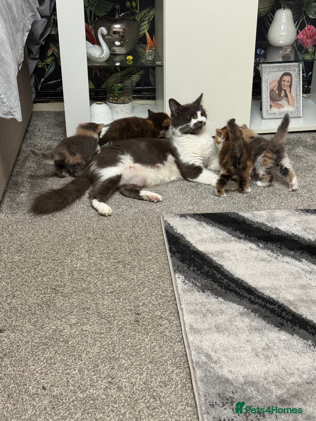 British Longhair cats for sale: 6 beautiful lovable friendly kittens - Image 20