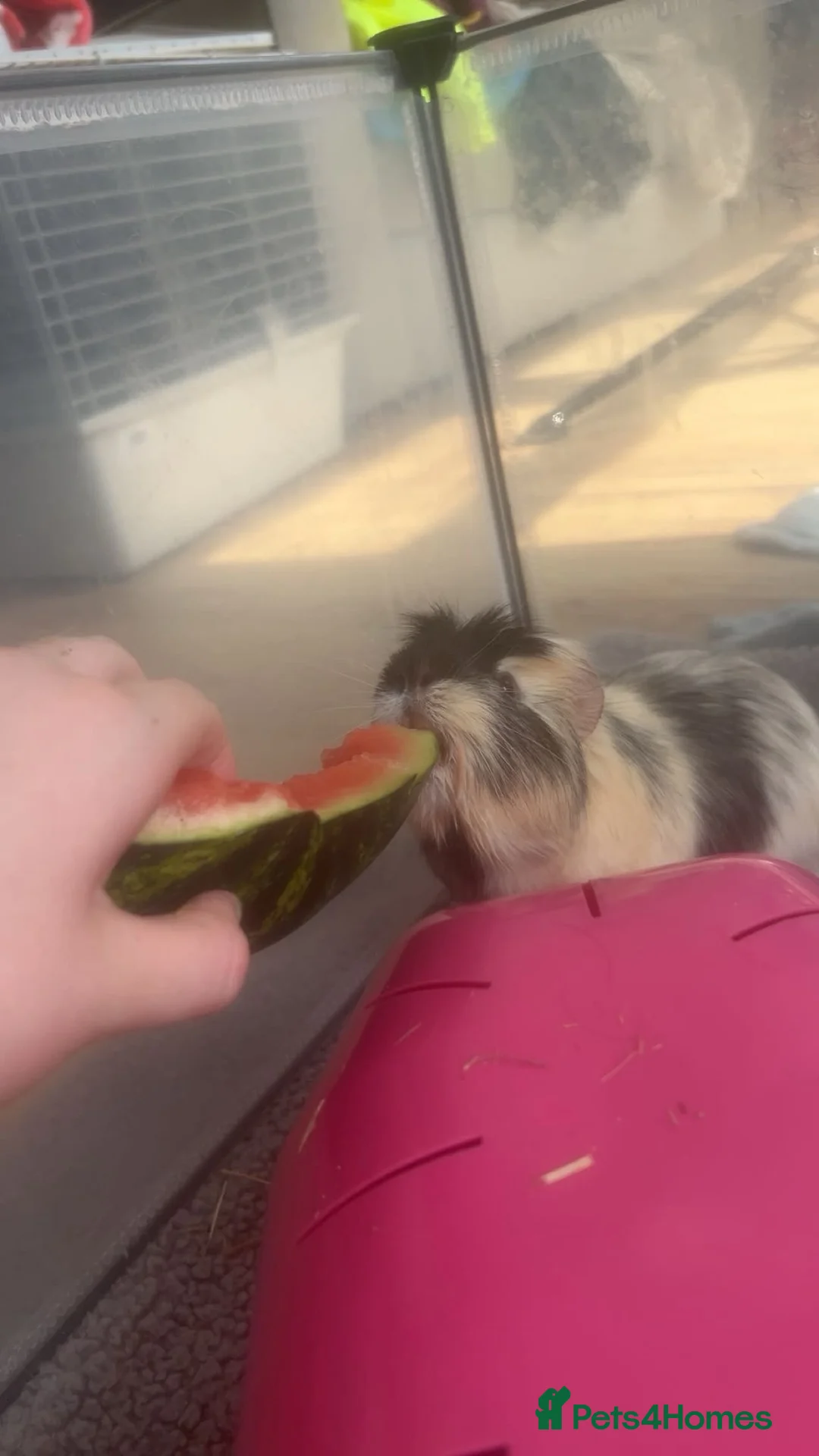 Guinea Pig rodents for sale: 2 Male Guinea Pigs - Advert 6