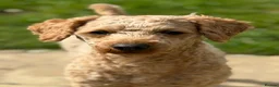 Cockapoo dogs for stud: KC Reg Toy Poodle Stud Dog DNA Tested Somerset - Advert 5