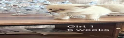 Ragdoll cats for sale: 5 beautiful Ragdoll kittens in Morecambe - Advert 4