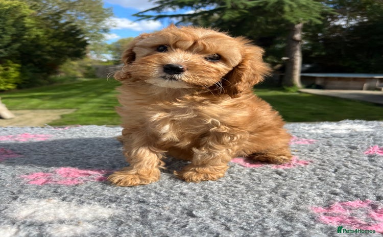 Cavapoo dogs - Advert 4