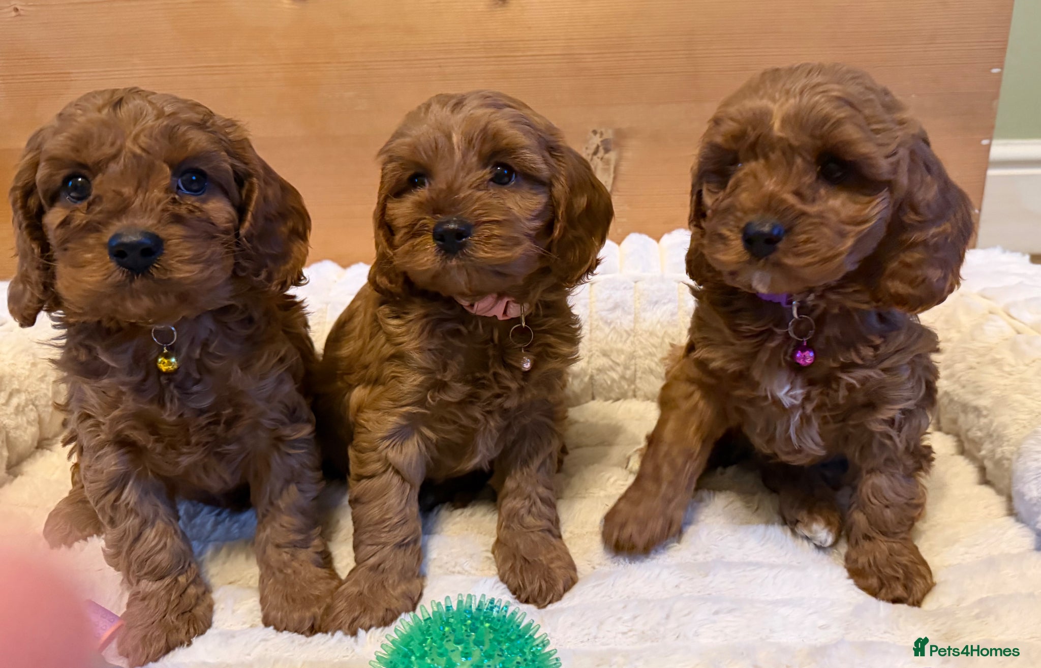 Cavapoo dogs Dad Red F1 Cavapoo Puppies  - Advert 1