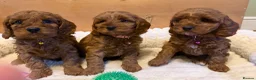 Cavapoo dogs for sale: Dad Red F1 Cavapoo Puppies  - Advert 1