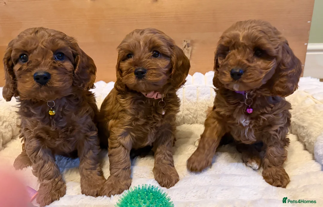 Cavapoo dogs for sale: Dad Red F1 Cavapoo Puppies  - Advert 1