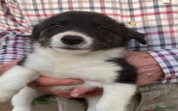 Border Collie dogs for sale: Pure border collies ready now  - Image 18