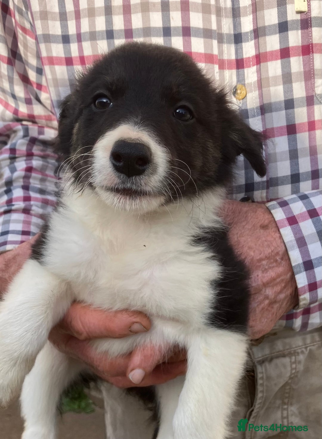 Border Collie dogs for sale: Pure border collies ready now  - Image 18