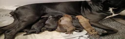 Boxer dogs for sale: Stunning Boxer puppies - Advert 4