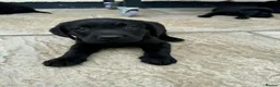 Labrador Retriever dogs for sale: 3 boys Labrador puppy’s ready to leave - Advert 4