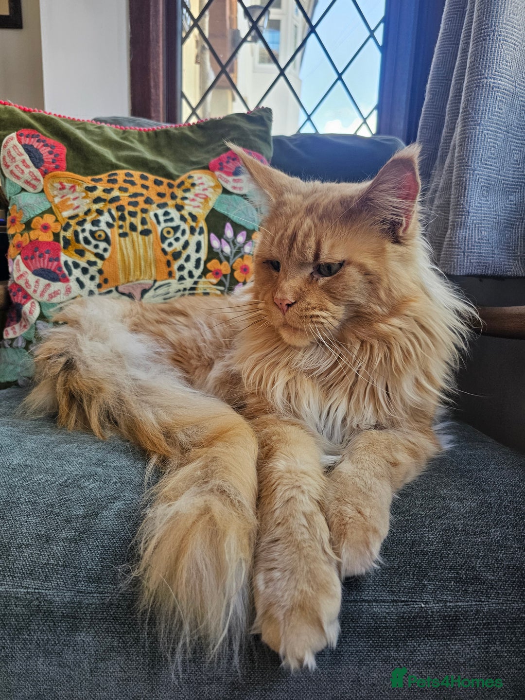 Maine Coon cats for sale: Beautiful Maine Coon kittens - Image 3