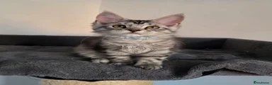 Gisele