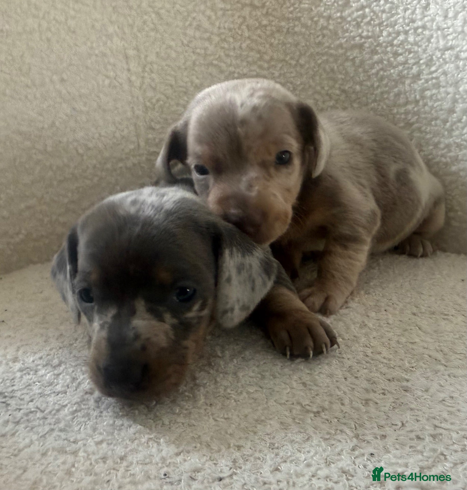 Dachshund dogs Miniature dachshunds - Advert 1